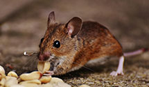 24 Hour & Emergency Exterminators in Little London, OH